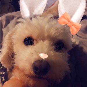 Meet your Posher, Antonia